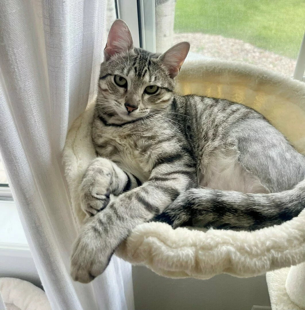 A gray tabby cat lounges comfortably in a cream-colored cat bed by a window, looking relaxed and gazing at the camera.