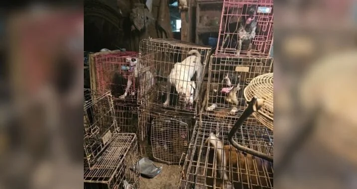 Several dogs are confined in stacked metal cages in a cluttered, indoor space. The area appears crowded and unsanitary, with animals visibly distressed inside the small enclosures.