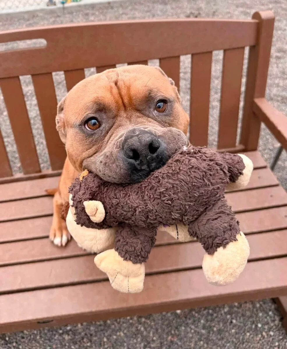 A brown dog sits on a wooden bench holding a brown plush toy in its mouth, looking up with wide, expressive eyes.