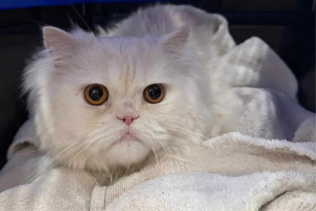 A fluffy white cat with big, round eyes lies on a soft, beige blanket, looking up with a curious and slightly startled expression.