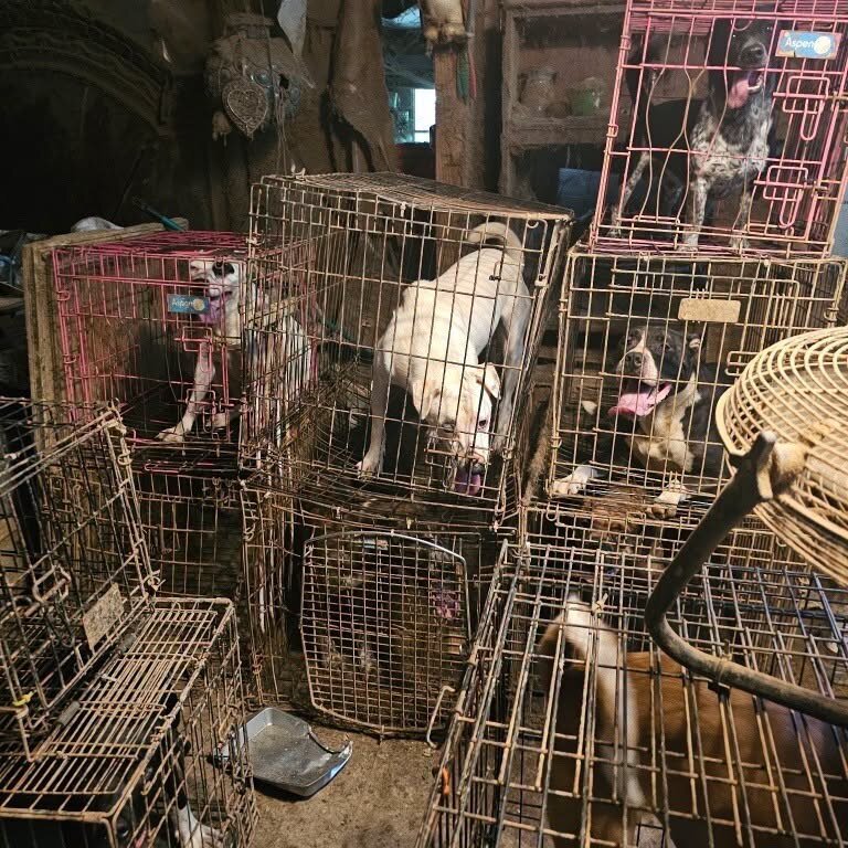 Several dogs of different breeds are confined in small, stacked metal cages in a dark, cluttered space. The environment appears dirty and crowded, suggesting poor conditions for the animals.