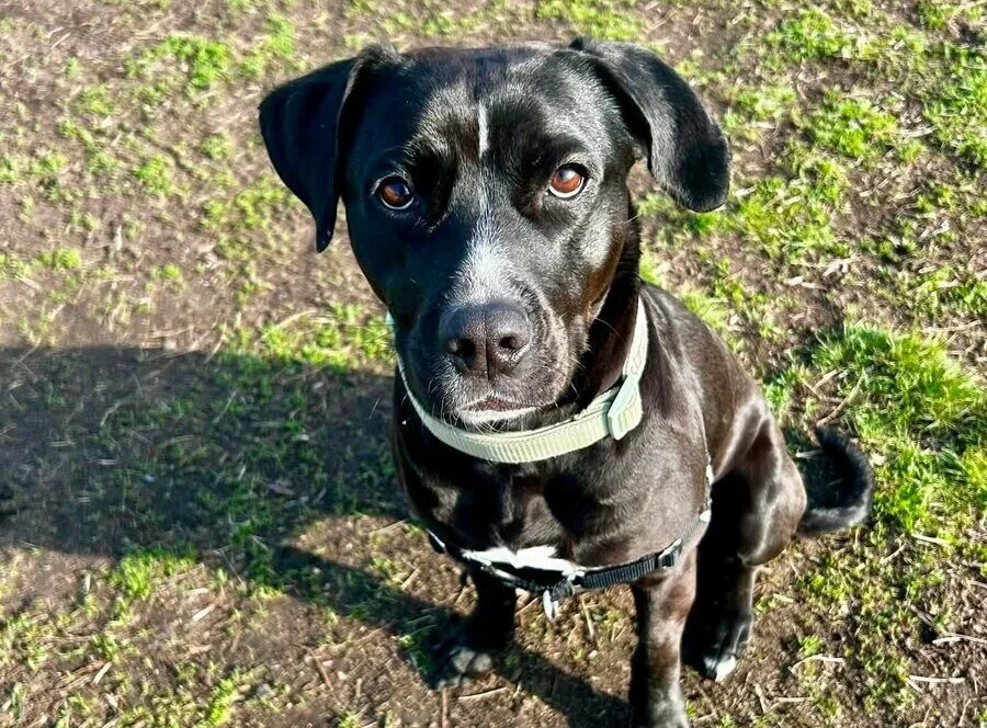 A black dog with a white patch on its chest sits on a grassy area, looking up at the camera with alert brown eyes. The dog is wearing a collar and harness.