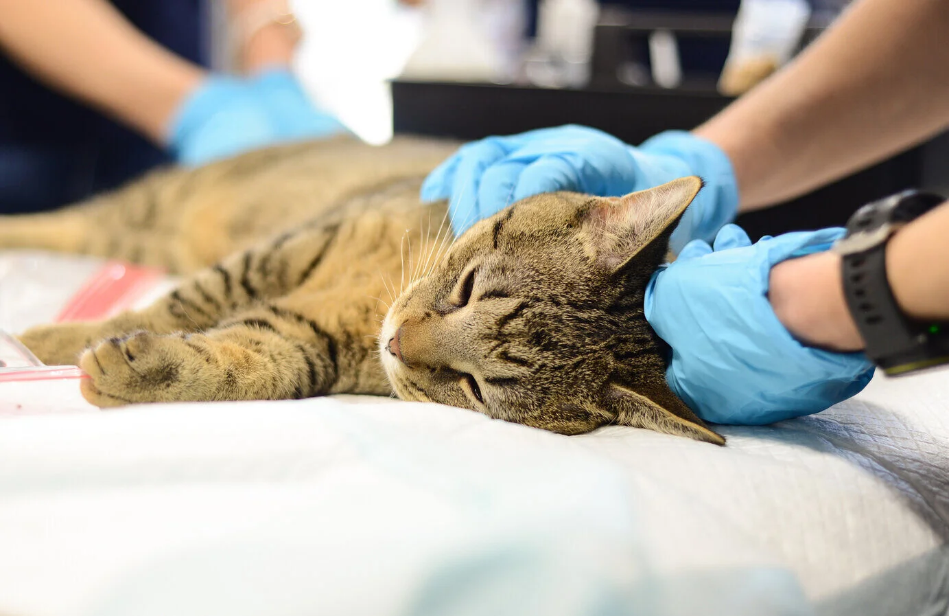 A tabby cat lies on a table with eyes closed while people wearing blue gloves gently hold and pet it, possibly during a veterinary exam or medical procedure.