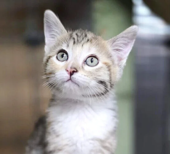 A small tabby kitten with green eyes sitting and looking upward.